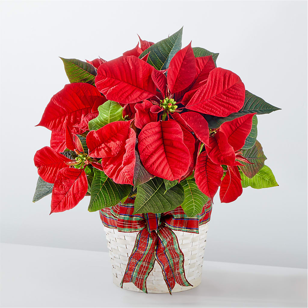 Happiest Holidays Poinsettia – IVAN'S FLOWER, Folsom CA