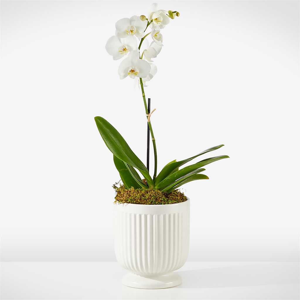 Whispering White Orchid – IVAN'S FLOWER, Folsom CA