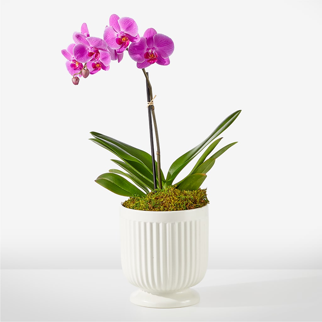 Friendly Fuchsia Orchid – IVAN'S FLOWER, Folsom CA
