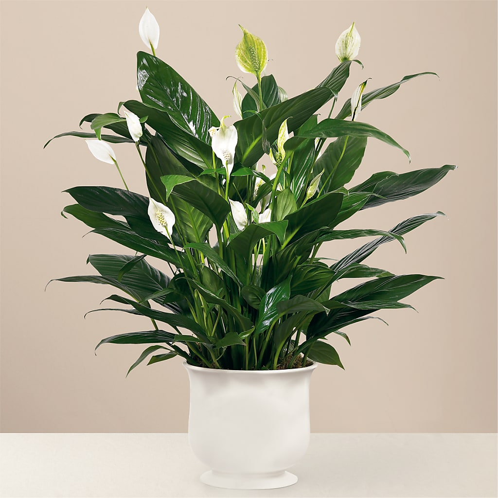 Comfort Planter – IVAN'S FLOWER, Folsom CA