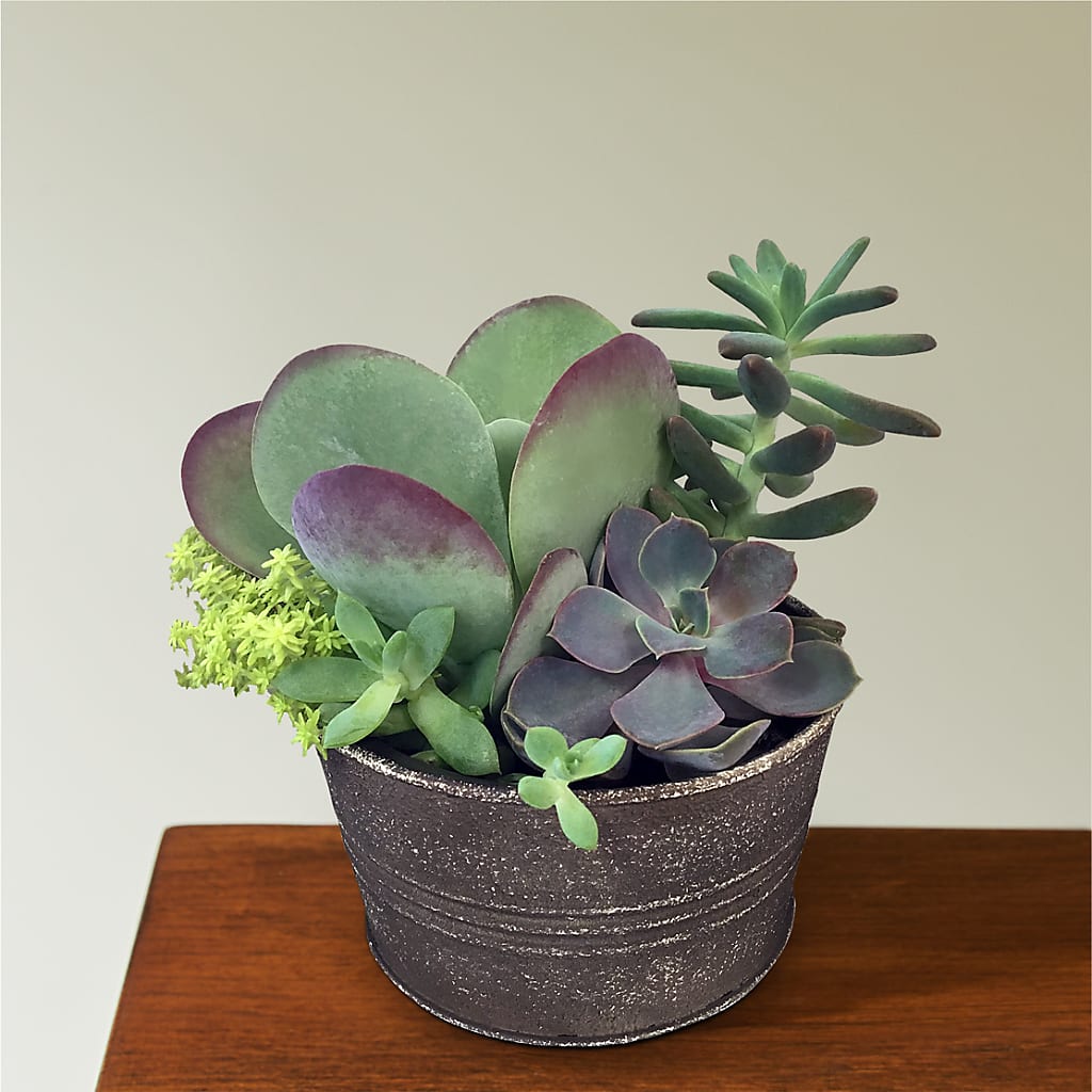 Lush Succulent Garden – IVAN'S FLOWER, Folsom CA