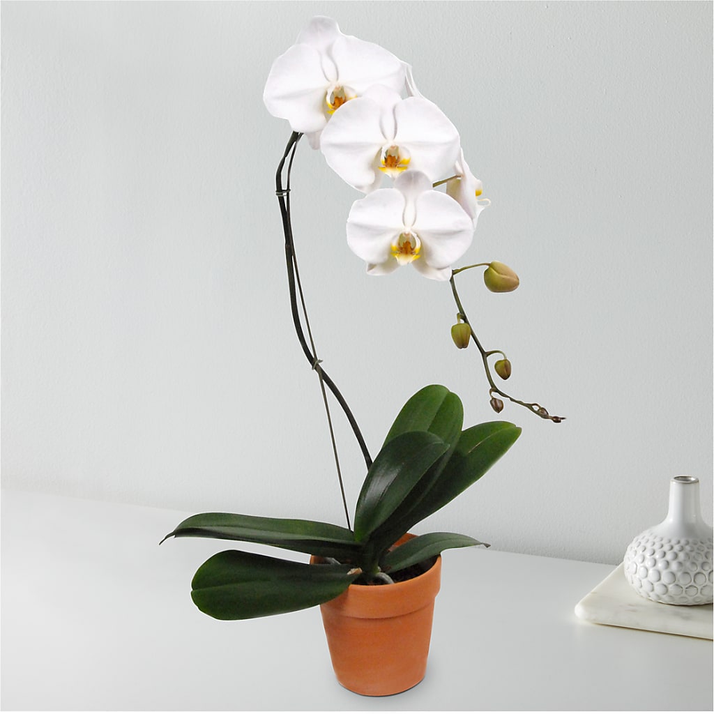 White Cascading Orchid – IVAN'S FLOWER, Folsom CA