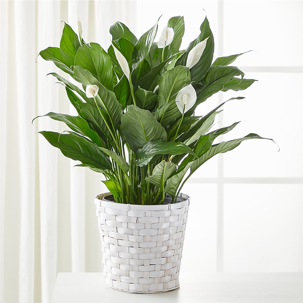 A New Leaf Peace Lily – IVAN'S FLOWER, Folsom CA