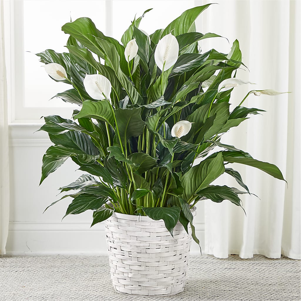 A New Leaf Peace Lily – IVAN'S FLOWER, Folsom CA