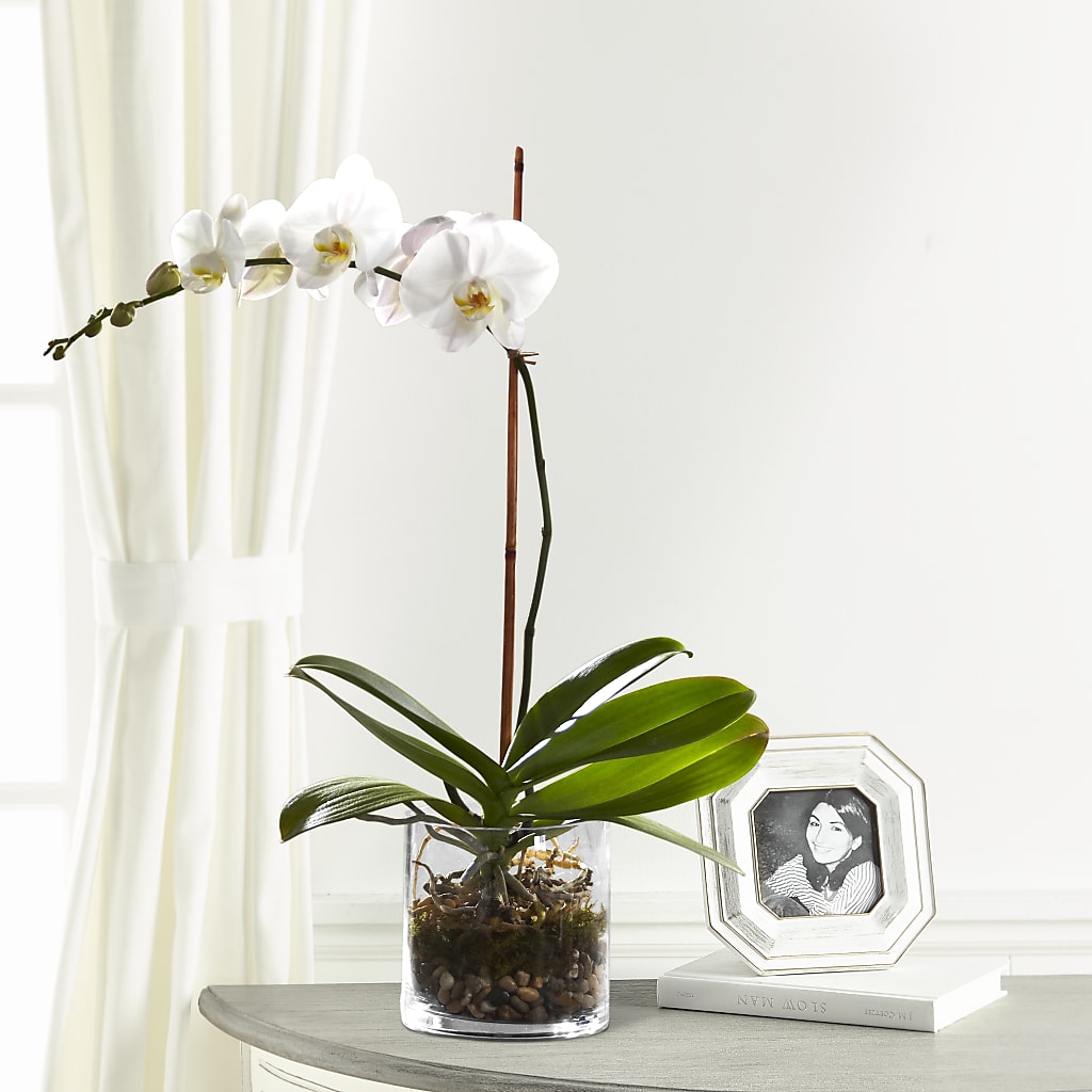 White Orchid Planter – IVAN'S FLOWER, Folsom CA