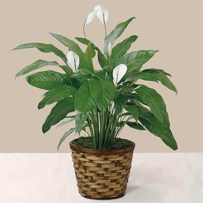 Tranquil Moments Peace Lily Plant – IVAN'S FLOWER, Folsom CA