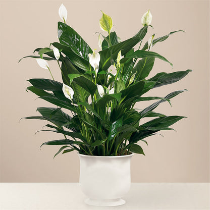 Comfort Planter – IVAN'S FLOWER, Folsom CA