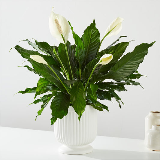 Comfort Planter – IVAN'S FLOWER, Folsom CA