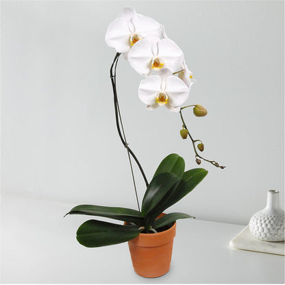 White Cascading Orchid – IVAN'S FLOWER, Folsom CA