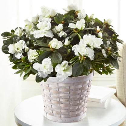 White Azalea Plant – IVAN'S FLOWER, Folsom CA