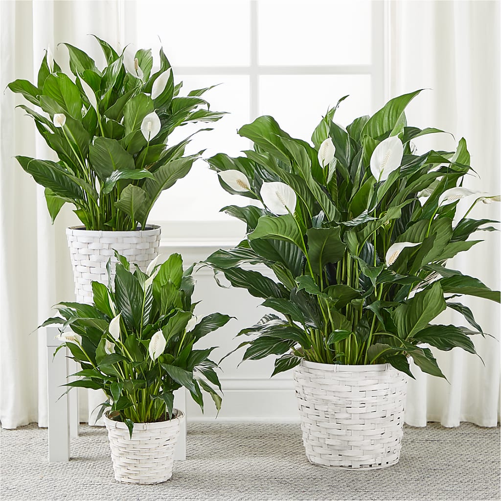 A New Leaf Peace Lily – IVAN'S FLOWER, Folsom CA