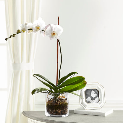 White Orchid Planter – IVAN'S FLOWER, Folsom CA