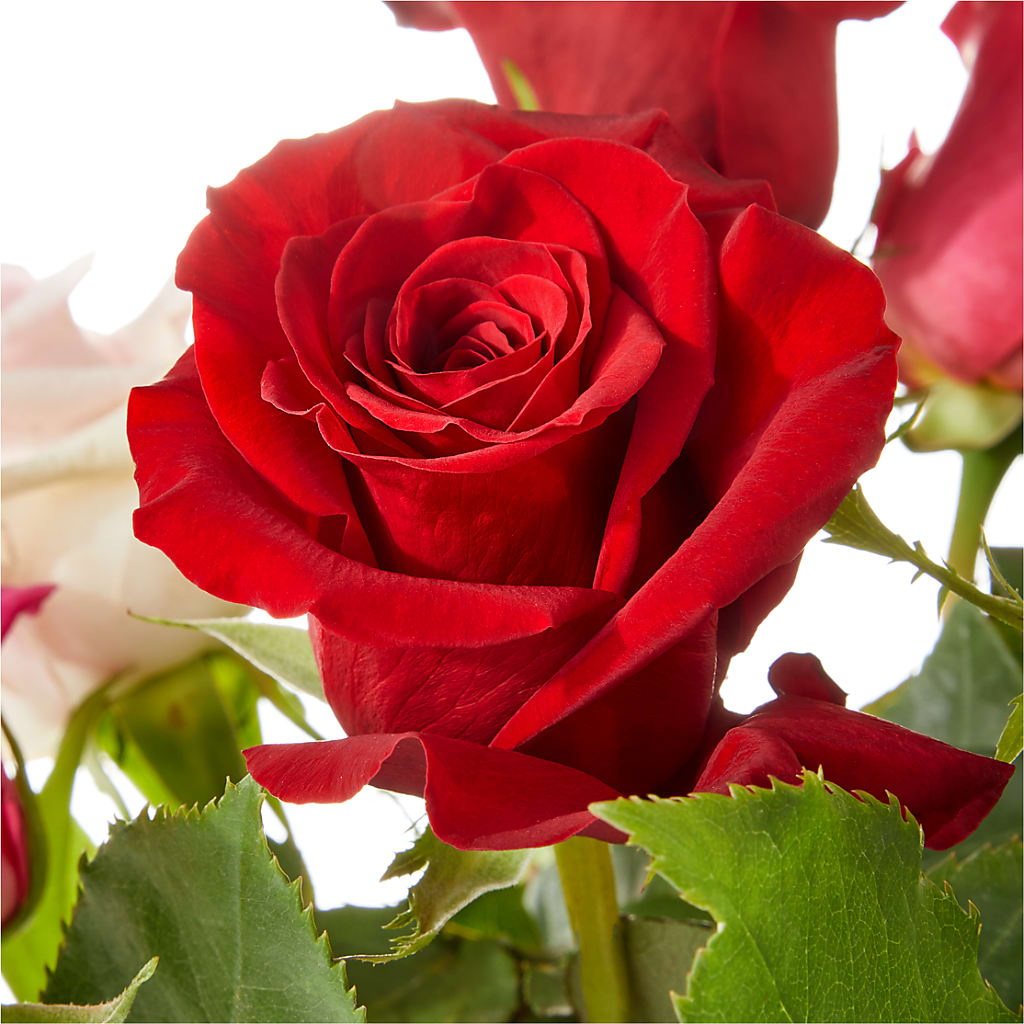 Love Notes Rose Bouquet – IVAN'S FLOWER, Folsom CA